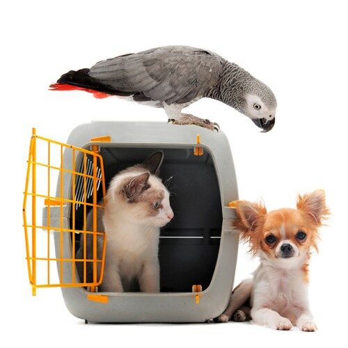 animal-transport animal-transport